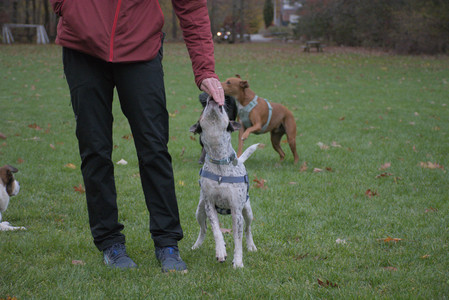 20251031_Cats and then dog park__DSC0184_.jpg