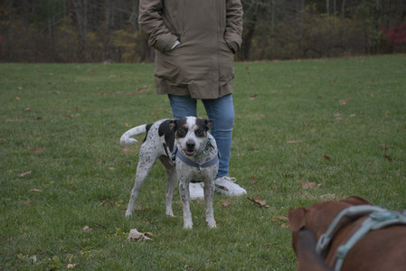 20251031_Cats and then dog park__DSC0190_.jpg