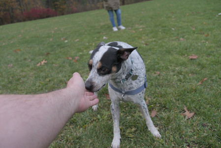 20251031_Cats and then dog park__DSC0192_.jpg