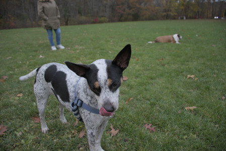20251031_Cats and then dog park__DSC0193_.jpg