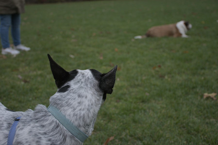 20251031_Cats and then dog park__DSC0194_.jpg