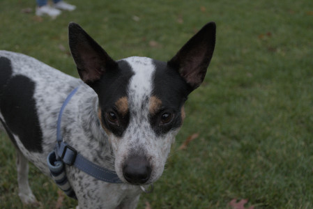 20251031_Cats and then dog park__DSC0195_.jpg