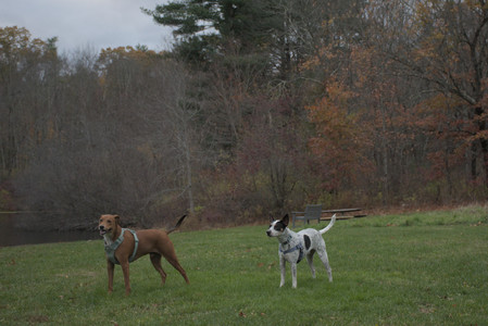 20251031_Cats and then dog park__DSC0212_.jpg