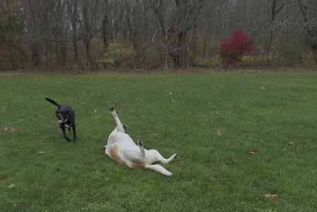 20251031_Cats and then dog park__DSC0215_.jpg