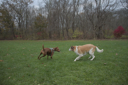 20251031_Cats and then dog park__DSC0218_.jpg