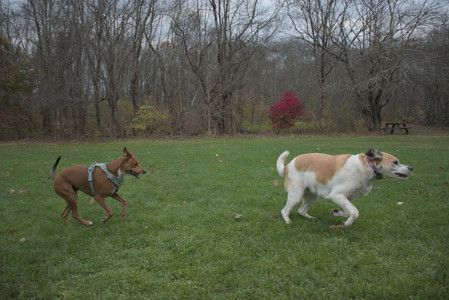 20251031_Cats and then dog park__DSC0219_.jpg