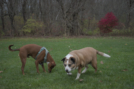20251031_Cats and then dog park__DSC0221_.jpg