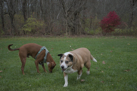 20251031_Cats and then dog park__DSC0222_.jpg