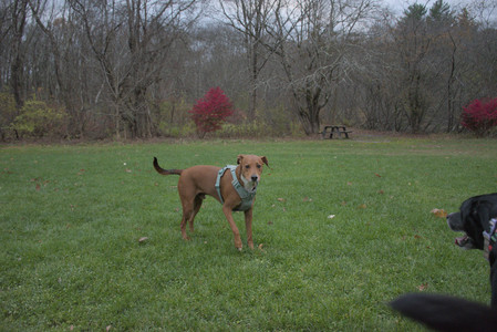20251031_Cats and then dog park__DSC0223_.jpg