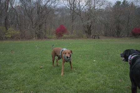 20251031_Cats and then dog park__DSC0224_.jpg