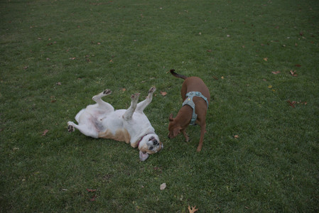 20251031_Cats and then dog park__DSC0226_.jpg