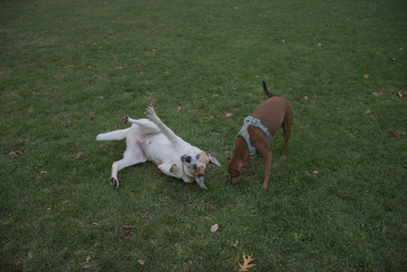 20251031_Cats and then dog park__DSC0227_.jpg