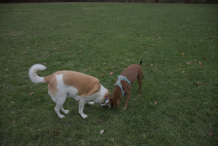 20251031_Cats and then dog park__DSC0228_.jpg