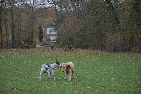 20251031_Cats and then dog park__DSC0229_.jpg