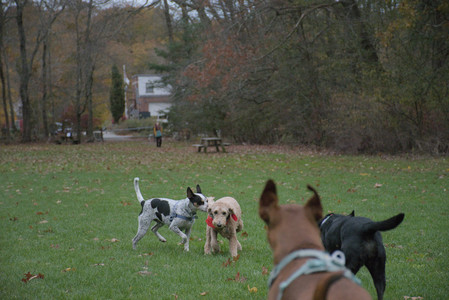 20251031_Cats and then dog park__DSC0230_.jpg