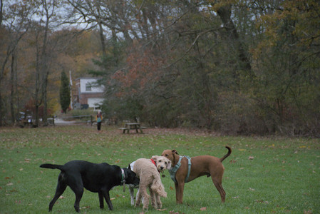 20251031_Cats and then dog park__DSC0231_.jpg
