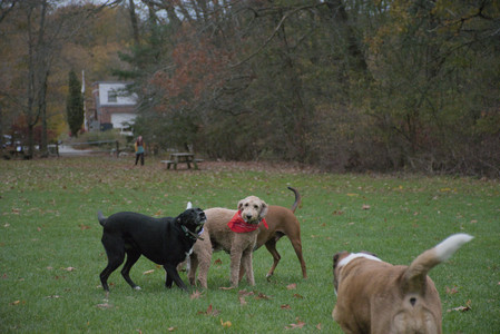 20251031_Cats and then dog park__DSC0233_.jpg
