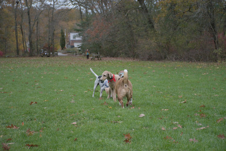 20251031_Cats and then dog park__DSC0234_.jpg
