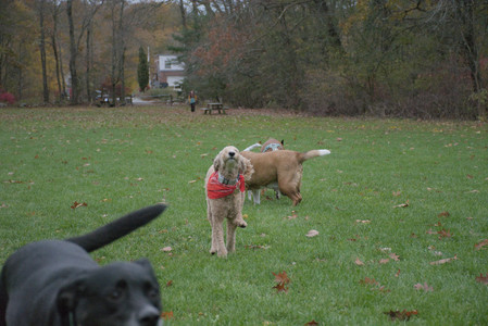 20251031_Cats and then dog park__DSC0235_.jpg