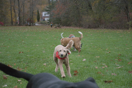 20251031_Cats and then dog park__DSC0236_.jpg