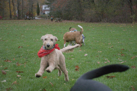 20251031_Cats and then dog park__DSC0237_.jpg