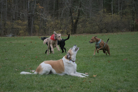 20251031_Cats and then dog park__DSC0238_.jpg