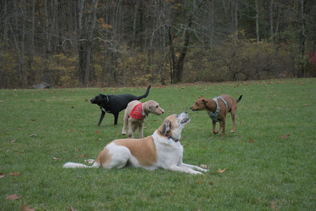 20251031_Cats and then dog park__DSC0239_.jpg