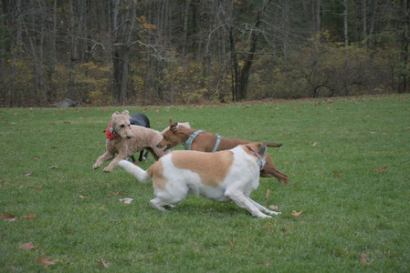 20251031_Cats and then dog park__DSC0240_.jpg