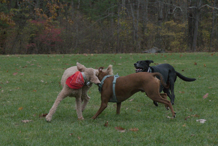 20251031_Cats and then dog park__DSC0241_.jpg