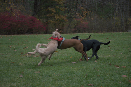 20251031_Cats and then dog park__DSC0242_.jpg