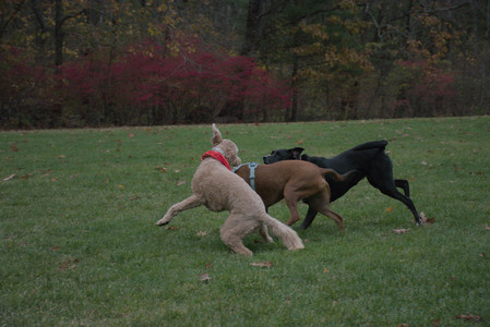 20251031_Cats and then dog park__DSC0243_.jpg