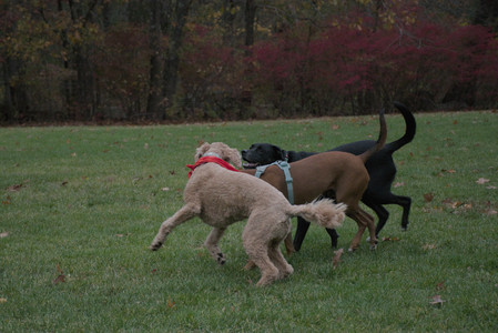 20251031_Cats and then dog park__DSC0244_.jpg