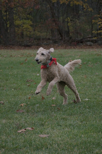 20251031_Cats and then dog park__DSC0248_.jpg