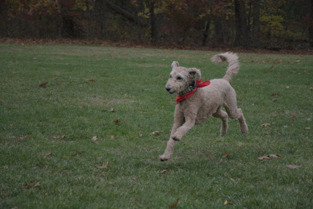 20251031_Cats and then dog park__DSC0250_.jpg