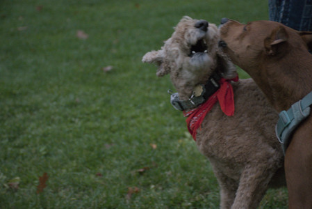 20251031_Cats and then dog park__DSC0252_.jpg