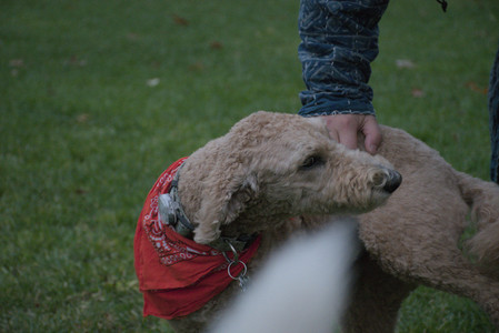 20251031_Cats and then dog park__DSC0256_.jpg