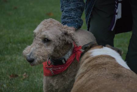 20251031_Cats and then dog park__DSC0258_.jpg