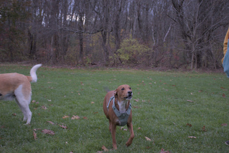 20251031_Cats and then dog park__DSC0285_.jpg