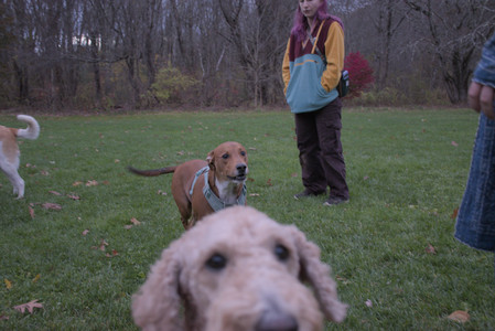 20251031_Cats and then dog park__DSC0286_.jpg