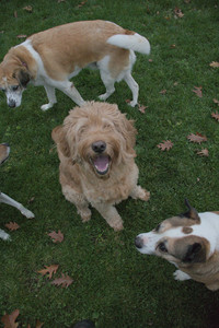 20251031_Cats and then dog park__DSC0295_.jpg