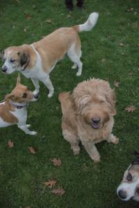 20251031_Cats and then dog park__DSC0296_.jpg