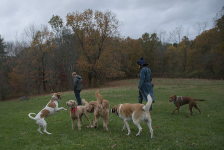 20251031_Cats and then dog park__DSC0298_.jpg