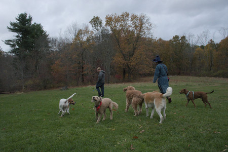 20251031_Cats and then dog park__DSC0299_.jpg