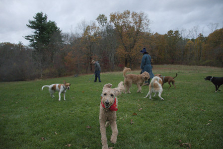 20251031_Cats and then dog park__DSC0300_.jpg