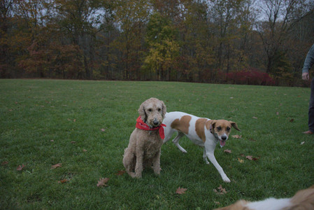 20251031_Cats and then dog park__DSC0303_.jpg