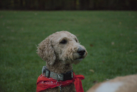 20251031_Cats and then dog park__DSC0305_.jpg