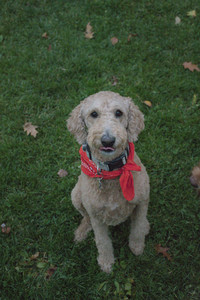 20251031_Cats and then dog park__DSC0306_.jpg