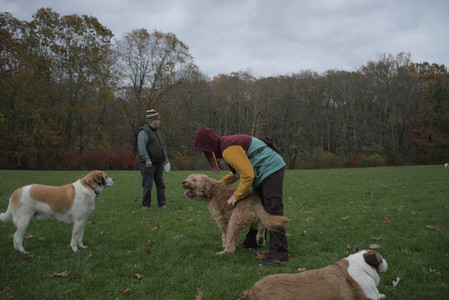 20251031_Cats and then dog park__DSC0309_.jpg