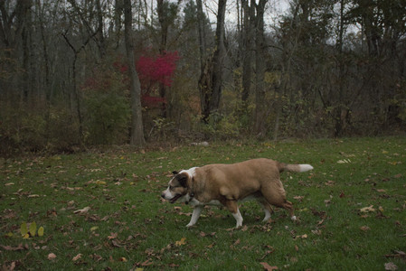 20251031_Cats and then dog park__DSC0319_.jpg