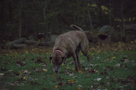 20251031_Cats and then dog park__DSC0322_.jpg